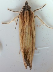 Eucosma radiatana