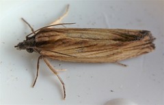 Eucosma radiatana