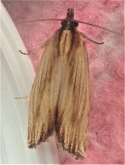 Eucosma radiatana