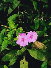 Impatiens platypetala