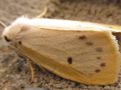 Miltochrista calamina