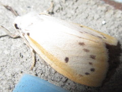 Miltochrista calamina