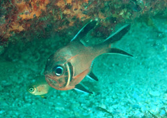 Trachichthys australis