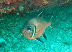 Trachichthys australis