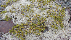 Pimelea microphylla