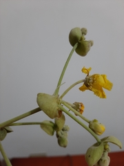 Callaeum macropterum