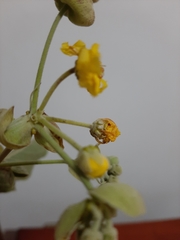 Callaeum macropterum