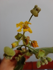 Callaeum macropterum