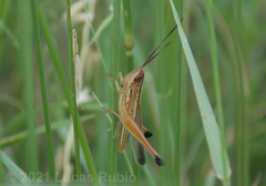 Staurorhectus longicornis
