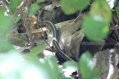 Thamnophis brachystoma