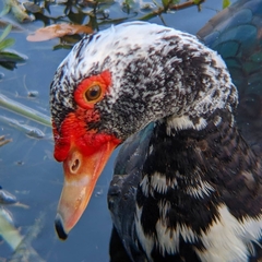 Cairina moschata domestica