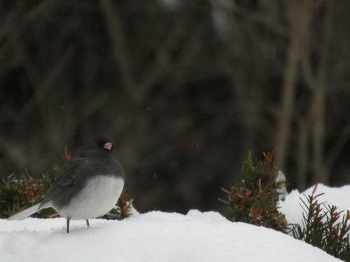 Dark-eyed Junco photographed in Wisconsin