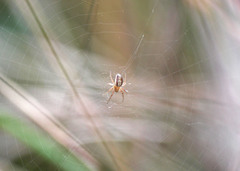 Araneus pratensis