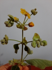 Callaeum macropterum