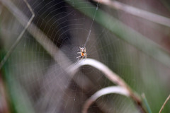 Araneus pratensis