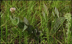Asclepias humistrata image