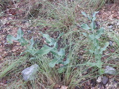 Asclepias elata