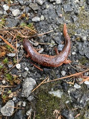 Pseudotriton ruber