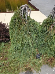 Acacia cultriformis