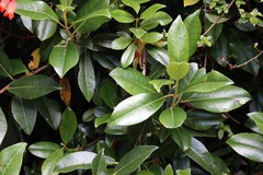 Hydrangea serratifolia