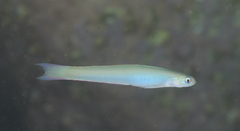 Ptereleotris monoptera