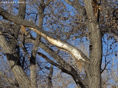 Erethizontidae