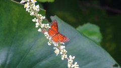 Parvospila lucianus