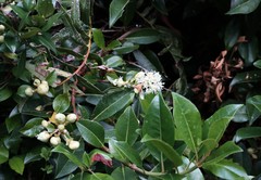 Hydrangea serratifolia
