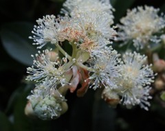 Hydrangea serratifolia