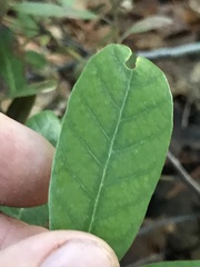 Notholithocarpus densiflorus echinoides