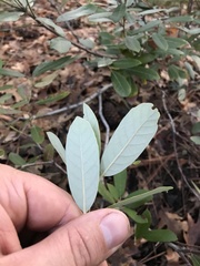 Notholithocarpus densiflorus echinoides