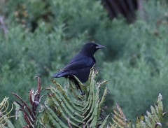 Curaeus curaeus curaeus