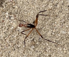 Leptomyrmex cnemidatus