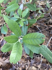 Notholithocarpus densiflorus echinoides