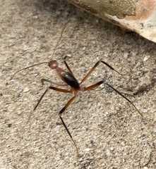 Leptomyrmex cnemidatus