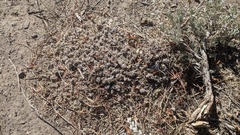 Eriogonum kennedyi