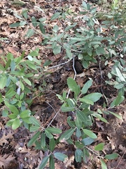 Notholithocarpus densiflorus echinoides