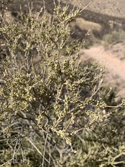 Mortonia scabrella