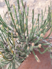Allocasuarina crassa