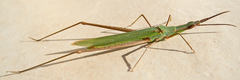 Acrida ungarica