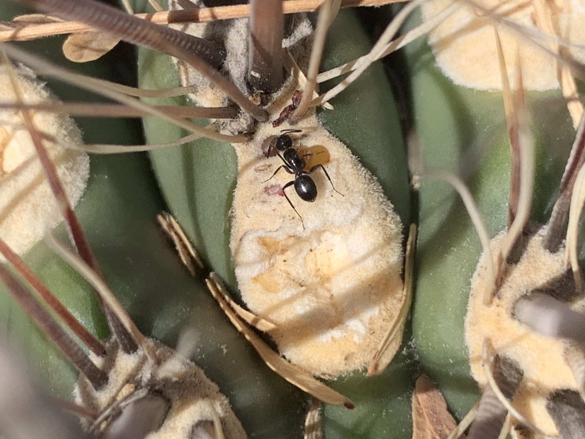 Camponotus ulcerosus