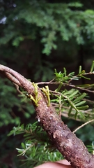 Arceuthobium tsugense