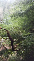 Arceuthobium tsugense