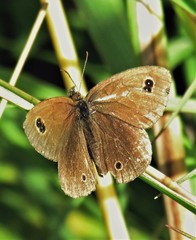 Stegosatyrus imbrialis
