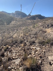 Agave schottii schottii