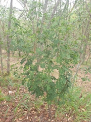 Senna pendula glabrata