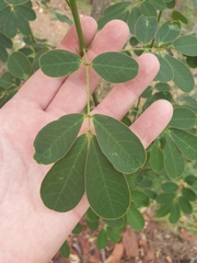 Senna pendula glabrata