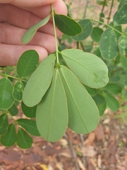 Senna pendula glabrata