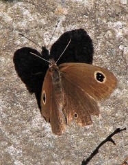 Stegosatyrus imbrialis