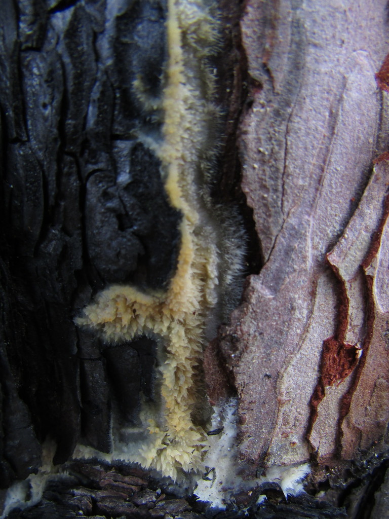 Conifer Webcrust